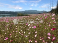 field, 들, grassland, 목초지, outdoors, 사진,이미지,일러스트,캘리그라피 - Lomp작가 크라우드픽 - 저작권 걱정 없는 상업용 이미지