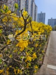 path, 길, walkway, 개나리, 꽃, 사진,이미지,일러스트,캘리그라피 - GangPhoto작가 크라우드픽 - 저작권 걱정 없는 상업용 이미지