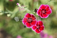 패랭이꽃, 꽃, 여름꽃, 꽃잎, 공원, 사진,이미지,일러스트,캘리그라피 - youngwon작가 크라우드픽 - 저작권 걱정 없는 상업용 이미지