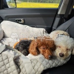 강아지, 푸들, 댕댕이, dog, puppy, 사진,이미지,일러스트,캘리그라피 - mickey9612작가 크라우드픽 - 저작권 걱정 없는 상업용 이미지