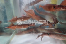 생물, 오징어, 산오징어, 오징어회, 횟감, 사진,이미지,일러스트,캘리그라피 - 양기리작가 크라우드픽 - 저작권 걱정 없는 상업용 이미지