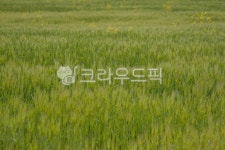청보리, 야외, 자연, green, plant, 사진,이미지,일러스트,캘리그라피 - hyeun작가 크라우드픽 - 저작권 걱정 없는 상업용 이미지