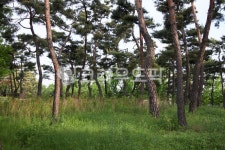 동산, 소나무, 신록, 초록, 봄, 사진,이미지,일러스트,캘리그라피 - leekom작가 크라우드픽 - 저작권 걱정 없는 상업용 이미지