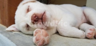 강아지, 반려견, 귀여운, 동물, 아기강아지, 사진,이미지,일러스트,캘리그라피 - 뚜찌빠찌작가 크라우드픽 - 저작권 걱정 없는 상업용 이미지