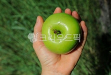 사과, 애플, apple, 아오리, 과일, 사진,이미지,일러스트,캘리그라피 - 고운경작가 크라우드픽 - 저작권 걱정 없는 상업용 이미지