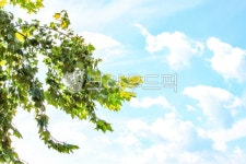 tree, 나무, plant, 식물, 하늘, 사진,이미지,일러스트,캘리그라피 - aaareum작가 크라우드픽 - 저작권 걱정 없는 상업용 이미지