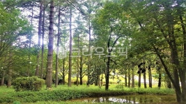 나무풍경, 나무, 숲풍경, 숲, 숲속풍경, 사진,이미지,일러스트,캘리그라피 - 소중한 인연작가 크라우드픽 - 저작권 걱정 없는 상업용 이미지