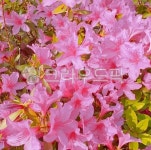 plant, 식물, flower, blossom, 꽃, 사진,이미지,일러스트,캘리그라피 - kim89작가 크라우드픽 - 저작권 걱정 없는 상업용 이미지