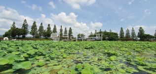 무안회산백련지, 연꽃, 연꽃단지, 하늘, sky, 사진,이미지,일러스트,캘리그라피 - miso1004작가 크라우드픽 - 저작권 걱정 없는 상업용 이미지