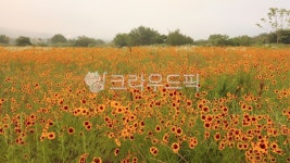 outdoors, 옥외, field, grassland, nature, 사진,이미지,일러스트,캘리그라피 - 영산공작가 크라우드픽 - 저작권 걱정 없는 상업용 이미지