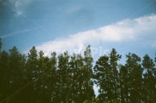 구름, 나무, 숲, 하늘, 겨울하늘, 사진,이미지,일러스트,캘리그라피 - 그런지나잇작가 크라우드픽 - 저작권 걱정 없는 상업용 이미지