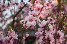 봄꽃, 복사꽃, 복숭아꽃, 봄, springflower, 사진,이미지,일러스트,캘리그라피 - 이로운향기작가 크라우드픽 - 저작권 걱정 없는 상업용 이미지