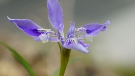 꽃, flower, 아이리스, 꽃잎, 야생화, 사진,이미지,일러스트,캘리그라피 - 하눌타리작가 크라우드픽 - 저작권 걱정 없는 상업용 이미지