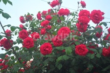 꽃, flower, 장미, 덩쿨, 빨간장미, 사진,이미지,일러스트,캘리그라피 - 짱뚱이작가 크라우드픽 - 저작권 걱정 없는 상업용 이미지
