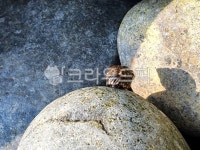 고동, 소라, 바위, rock, pebble, 사진,이미지,일러스트,캘리그라피 - 나무사랑작가 크라우드픽 - 저작권 걱정 없는 상업용 이미지