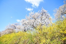 봄, 벚꽃, 꽃, 야외, 화창, 사진,이미지,일러스트,캘리그라피 - Nhirpa작가 크라우드픽 - 저작권 걱정 없는 상업용 이미지