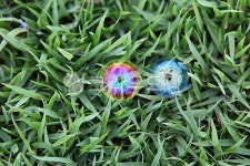 물방울, 공원, 식물, 자연, 물, 사진,이미지,일러스트,캘리그라피 - 함께사는세상작가 크라우드픽 - 저작권 걱정 없는 상업용 이미지