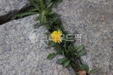 야생화, 민들레, 꽃, 민들레꽃, 봄꽃, 사진,이미지,일러스트,캘리그라피 - chloe Jin작가 크라우드픽 - 저작권 걱정 없는 상업용 이미지