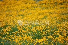 옥외, 금계국, 노란색, 구미, 구미낙동강체육공원, 사진,이미지,일러스트,캘리그라피 - Nkkld257작가 크라우드픽 - 저작권 걱정 없는 상업용... 