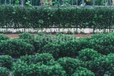 옥외, garden, 정원, nature, 공원, 사진,이미지,일러스트,캘리그라피 - VLart작가 크라우드픽 - 저작권 걱정 없는 상업용 이미지