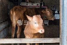송아지, animal, 동물, 가축, 암소, 사진,이미지,일러스트,캘리그라피 - 참 아름다우리라작가 크라우드픽 - 저작권 걱정 없는 상업용 이미지