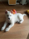 풍산개, 귀여운강아지, 애완견, dog, 하얀강아지, 사진,이미지,일러스트,캘리그라피 - 부한자작가 크라우드픽 - 저작권 걱정 없는 상업용 이미지