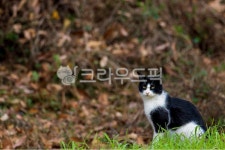 고양이, cat, 길냥이, 호기심, 경계, 사진,이미지,일러스트,캘리그라피 - 여행자비채작가 크라우드픽 - 저작권 걱정 없는 상업용 이미지