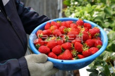 fruit, strawberry, 딸기, 겨울과일, 딸기소쿠리, 사진,이미지,일러스트,캘리그라피 - mirupick작가 크라우드픽 - 저작권 걱정 없는 상업용... 