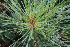 솔잎, 소나무, 그린, 이슬, 참이슬, 사진,이미지,일러스트,캘리그라피 - simply작가 크라우드픽 - 저작권 걱정 없는 상업용 이미지