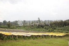 farm, africanbed, coffeefarm, 커피농장, 농장, 사진,이미지,일러스트,캘리그라피 - ahram2744작가 크라우드픽 - 저작권 걱정 없는... 