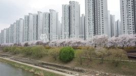 벚꽃, 개나리, 벚꽃나무, 천변, 자전거, 사진,이미지,일러스트,캘리그라피 - tuckgyver작가 크라우드픽 - 저작권 걱정 없는 상업용 이미지