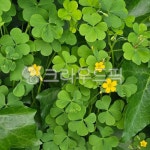 세잎클러버, 네잎클러버, 클로버, 행운, clover, 사진,이미지,일러스트,캘리그라피 - gmltjslgod작가 크라우드픽 - 저작권 걱정 없는 상업용... 