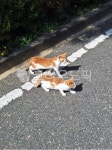 cat, 고양이, 산책, pet, 동물, 사진,이미지,일러스트,캘리그라피 - ddho66작가 크라우드픽 - 저작권 걱정 없는 상업용 이미지