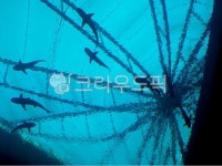 자연, 배경, 자연배경, 풍경, 바다속, 사진,이미지,일러스트,캘리그라피 - Kairos7작가 크라우드픽 - 저작권 걱정 없는 상업용 이미지