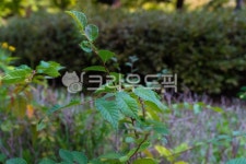 정원, 공원, 풀, 숲, 녹지, 사진,이미지,일러스트,캘리그라피 - 123758작가 크라우드픽 - 저작권 걱정 없는 상업용 이미지