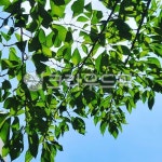 leaf, 잎, tree, 나무, 나뭇잎, 사진,이미지,일러스트,캘리그라피 - 양트작가 크라우드픽 - 저작권 걱정 없는 상업용 이미지