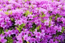 진달래, 꽃, 봄, 식물, 진달래꽃, 사진,이미지,일러스트,캘리그라피 - Anncy작가 크라우드픽 - 저작권 걱정 없는 상업용 이미지