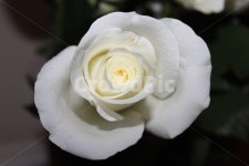 장미꽃, 장미, 백장미, 하얀장미, 하얀장미, 사진,이미지,일러스트,캘리그라피 - Nvictorykimm작가 크라우드픽 - 저작권 걱정 없는 상업용 이미지