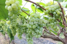 포도, 포도농장, 과일, 청포도, 포도나무, 사진,이미지,일러스트,캘리그라피 - 앨리작가 크라우드픽 - 저작권 걱정 없는 상업용 이미지