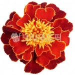 꽃, flower, merrygold, 메리골드, 꽃잎, 사진,이미지,일러스트,캘리그라피 - 별의뜨락작가 크라우드픽 - 저작권 걱정 없는 상업용 이미지