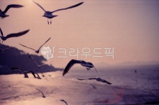 갈매기, 항구, 섬, bird, 새, 사진,이미지,일러스트,캘리그라피 - 찰나영원작가 크라우드픽 - 저작권 걱정 없는 상업용 이미지