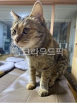 고양이, 집냥이, cat, 귀여운고양이, 검은고양이, 사진,이미지,일러스트,캘리그라피 - 네이버이슬이작가 크라우드픽 - 저작권 걱정 없는 상업용... 