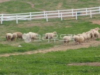 farm, nature, 자연, pasture, 목장, 사진,이미지,일러스트,캘리그라피 - mjongin72작가 크라우드픽 - 저작권 걱정 없는 상업용 이미지