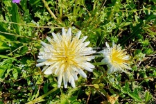 민들레, 하얀민들레, 봄, 자연, 식물, 사진,이미지,일러스트,캘리그라피 - raracalli작가 크라우드픽 - 저작권 걱정 없는 상업용 이미지