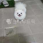 해맑은강아지, 웃는강아지, 하얀강아지, 포메, 포메라니안, 사진,이미지,일러스트,캘리그라피 - Nsmj160205작가 크라우드픽 - 저작권 걱정 없는... 