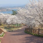 벚꽃, cherryblossom, 길, flower, 꽃, 사진,이미지,일러스트,캘리그라피 - 건강에 빠지다작가 크라우드픽 - 저작권 걱정 없는 상업용 이미지