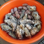 굴, 굴구이, seafood, 해물, 조개, 사진,이미지,일러스트,캘리그라피 - shj100518작가 크라우드픽 - 저작권 걱정 없는 상업용 이미지
