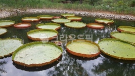 연잎, 비, 연못, 식물, plant, 사진,이미지,일러스트,캘리그라피 - Leemiso작가 크라우드픽 - 저작권 걱정 없는 상업용 이미지