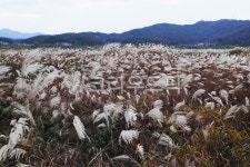 억새, 습지, 복하천, 남한강, 부처울습지, 사진,이미지,일러스트,캘리그라피 - 나그네길작가 크라우드픽 - 저작권 걱정 없는 상업용 이미지