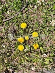 꽃, 민들레, 봄, flower, spring, 사진,이미지,일러스트,캘리그라피 - 김파퍼작가 크라우드픽 - 저작권 걱정 없는 상업용 이미지